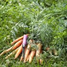 Opinel No.07 My First Opinel zsebkés