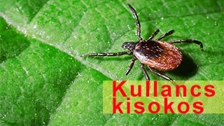 Kullancs kisokos